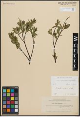 Foto von Salix arbuscula L. x Salix phylicifolia L.